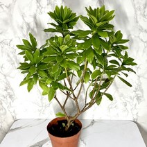 천리향 꽃없는시기 추위에강한식물 천리향나무 서향나무, 1개