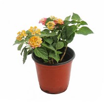 갑조네 공기정화식물 란타나 꽃식물 꽃화분, 란타나(소품), 1개