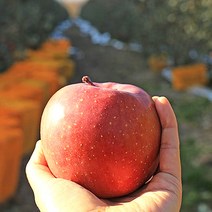 산지직송 아삭아삭 골맛 밀양 얼음골 사과 맛보기, 정품중과5kg