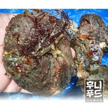 남해 대자 돌멍게 1kg (4~5미)