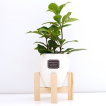 아침향기 실내공기정화식물 세라믹 원형화분 화이트, 1개, (세라믹화분) 천량금