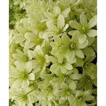 야생화피어나라플라워 상록으아리 녹화 (대품)