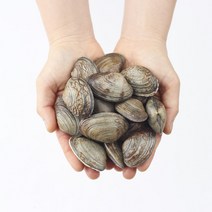 살아서 싱싱하게 도착 왕바지락 1kg, 1개