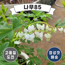 (나무85) 금낭화 알바 장포트