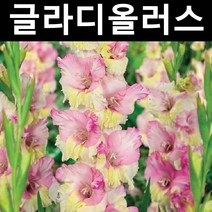 글라디올러스/몬아머 구근 5개/숙근/관상용