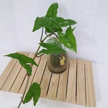 싱고니움 키우기 이끼 수경재배 실내 거실 공기청정식물 원통 유리화분포함, 단품