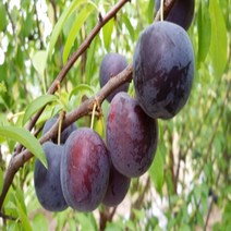 착한가격 나무생각/바이오체리/결실주