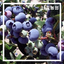 내꽃농원 블루베리 코빌 3년 포트