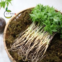 순수 새싹삼 특대 30 뿌리 [특대 (30cm 내외) 1box 선물포장 가능], 일반 포장