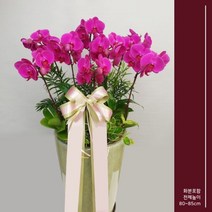 승진축하 영전축하 승격축하선문 안양꽃집 서양난 자매의뜰플라워