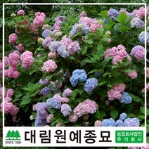 [대림원예종묘] 수국 정원수국 엔들레스썸머시리즈, 엔들레스썸머(블룸스트러크)7치화분