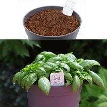 미니 식용 식물 화분 스위트바질 반려식물 키우기 키트, 단품