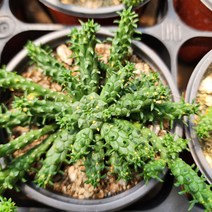 [해뜰다육] 공작환 다육식물 선인장, 1개