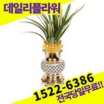 태양관 동양란 난 개업화분 승진축하 영전 난배달