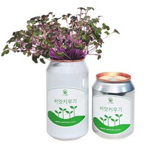 [아이엠캔] 새싹재배세트 밀 1ea 씨앗 새싹 채소 키우기 키트 텃밭 모종 홈가드닝 베란다 미니 텃밭 유치원 어린이집 홈재배 유치원교구 관찰학습, 아이엠캔 밀(소)