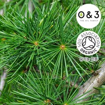 [GO5109 천연화장품비누재료] 시더우드 (ORGANIC CEDARWOOD ATLAS)-O&3 유기농, 100ml