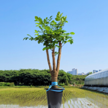 그린테리어 해피트리 굵은 목대 120cm, 블랙 (바퀴 없음), 1개