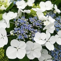 별수국 리벨리 P9포트 꽃나무 묘목 꽃화분 산수국 조경수 꽃수국, 1개