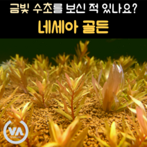 [비바소녀] 고급스러운 금빛을 가진 희귀수초 네세아 골든(1줄기) / 초보수초 레이아웃 미니어항 희귀수초