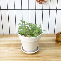 1+1 마조람 키친허브 화분 세트 로즈마리 딜 바질 베란다 텃밭 허브 키우기, H29.마조람, H06.스피아민트