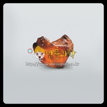 (ART)호박 속의 곤충 화석 표본/KSIC-5358