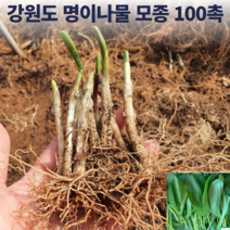 국산 강원도 홍천 울릉도 종 토종 산마늘 명이나물 모종 판매 종근 종자 5년생 6년생 4년생 50촉 50주 100촉, 명이모종 50촉