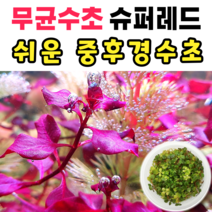 [수초스토어] 무균 루드위지아슈퍼레드 수초 컵 조직배양 / 구피 새우 어항 검역 쉬운 키우기 예쁜 은신처 전경 중경 후경 초보 자연 풍성한 흑사 무이탄 치어 베타 열대어