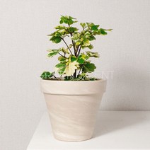 무늬파비안느 파비앙 인테리어식물화분, 화이트원형11&우드스탠드