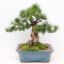 풀빛누리 소나무 분재 진백, 02.해송분재sizeUP