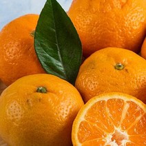 당도 함께 영화청과 특급 제주도 귤 2kg 청 만들기 타이벡 노지 조생 스윗 달콤맛있는