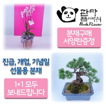 PFC003 기품있는 감동/감사 Flex명품/고급/예술작품 분재/bonsai 사돈 추석 명절선물 추천, 해송(중)(PFC006), 2.PFA002
