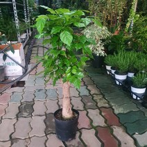 249 찐목대 녹보수 중대품 60~80cm