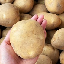 2023년 수확 국내산 햇 감자 수미감자 타박한감자, 왕특사이즈, 5kg