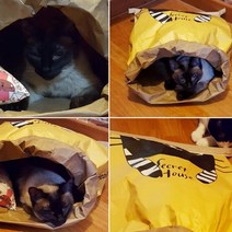 고양이숨숨집 페이퍼 터널 고양이 종이 집 길냥이 하우스