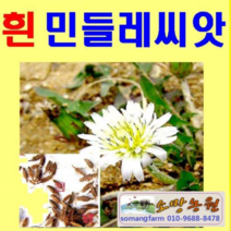 (J소망)흰민들레씨앗(200립)토종민들레씨앗
