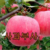 사과나무[부사] 3년결실주 1그루 나무 묘목/과일나무/유실수/블루베리