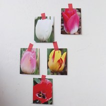 러브 튤립 하트 꽃 엽서 5종 set