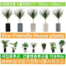 없음 [반값화분] MAIN-대형드라코130(드라세나) 직접배송 축하화분 개업화분 거실화분 카페화분 인테리어화분 아레카야자 극락조 알로카시아 파키라 고무나무, 원통화이트