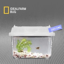 초등교과 관찰 자연관찰 물자라 물속 생물 수서곤충