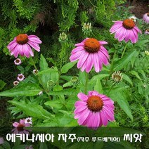 [해피플라워] 에키네시아(에키나세아) 자주루드베키나 씨앗 100립 / 가을 파종 꽃씨