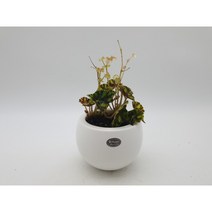 타이거 베고니아(13x10)-둥근흰색화분 흑색돌소립 싹쓰리식물원