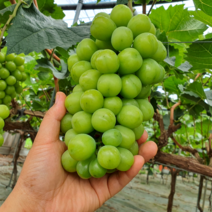 국산 김천 프리미엄 샤인머스켓, 가정용 샤인머스켓 2kg (3~4수)