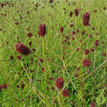 오이풀씨앗 50립