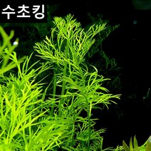 수초킹 키우기 쉬운 초보수초 아메리칸 워터 스프라이트 베트남, (특가) 5촉