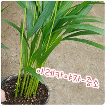 꽃나라엘리스 아레카야자-중소-나사(nana) 선정 공기정화식물 1위, 1개