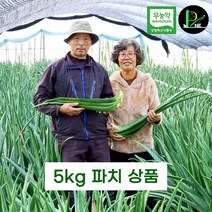 무농약 식용 생 잎 알로에 베라 거제피네농장 (5kg 파치상품 알로에) 면역력 생알로에, 알로에베라 모종2개