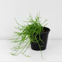 립살리스 공중식물 행잉플랜트 다육이 산호선인장 다육식물 식물키우기 마이플랜트