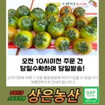 농협인증 상위1% 오리지널 대저 짭짤이 토마토 2.5kg 최상의 맛, 못난이과2.5kg