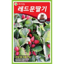 밀크티쓸 흰무니 엉겅퀴 2g - 씨 씨앗 밀크씨슬 엉겅퀴씨앗 나물 나물씨앗 채소씨 채소씨앗 흰무니엉겅퀴, 15_다농_레드문 딸기(100립)
