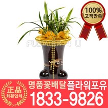 [플라워포유] 대국관 동양난 서양난 승진축하 영전 인사이동 개업난 선물 꽃배달 개업화분